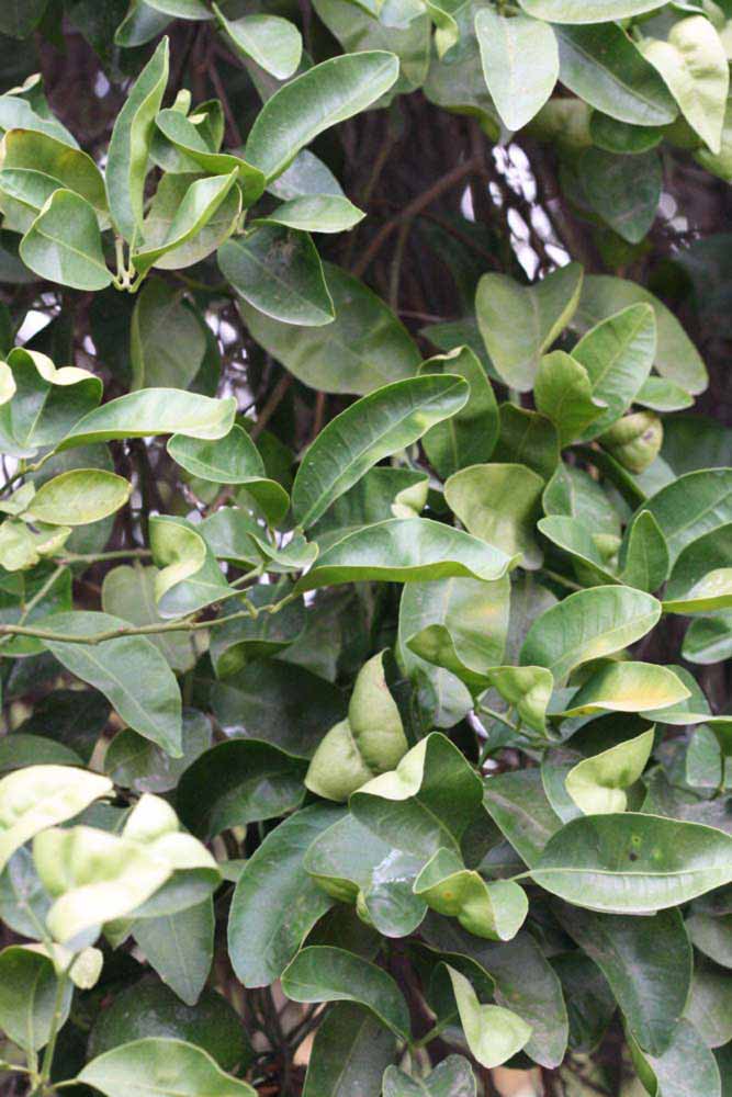              Sun leaves (Riverside, CA)       